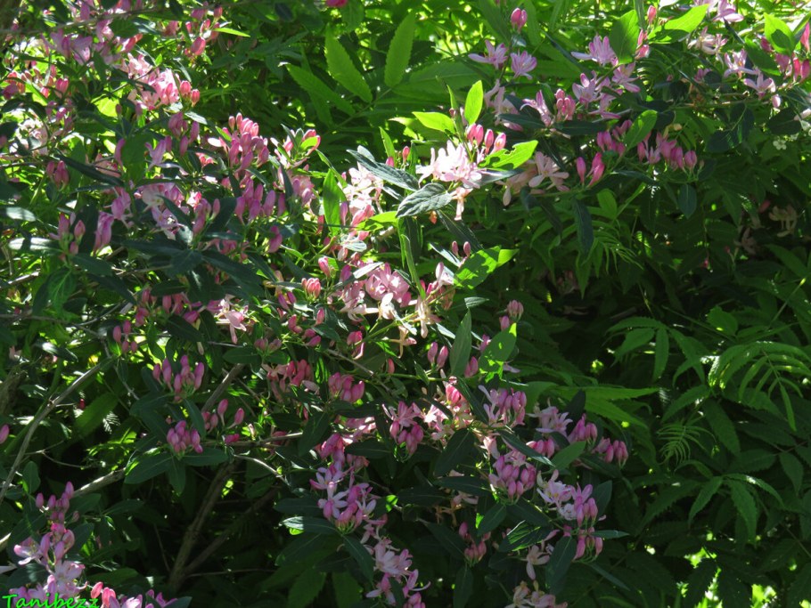 Жимолость Татарская Розеа