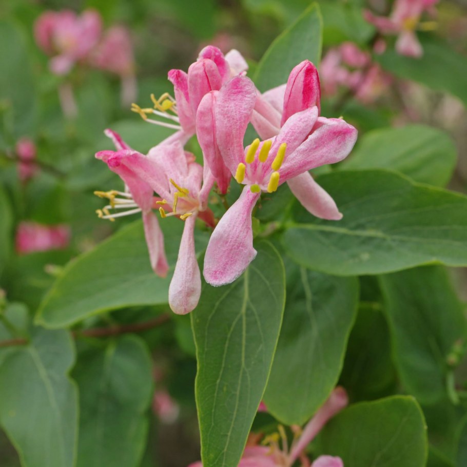 Lonicera tatarica