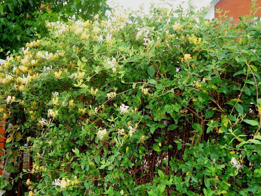 Жимолость каприфоль на заборе