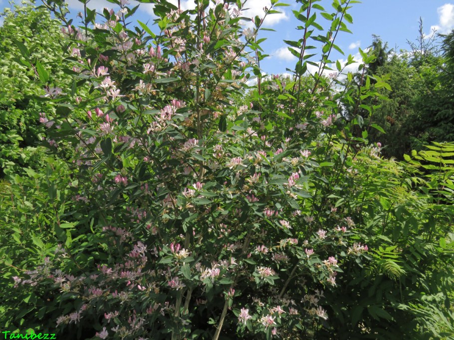 Жимолость Татарская, Лесная