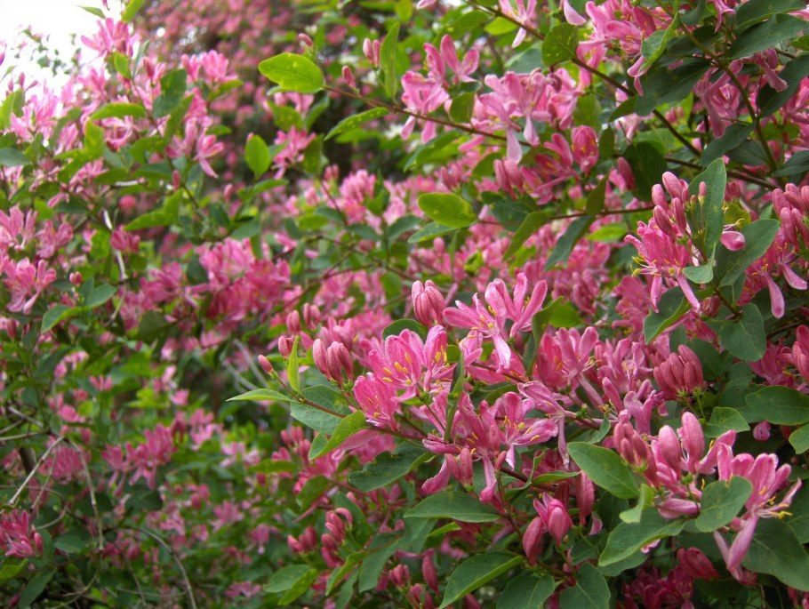 Жимолость Татарская забелли