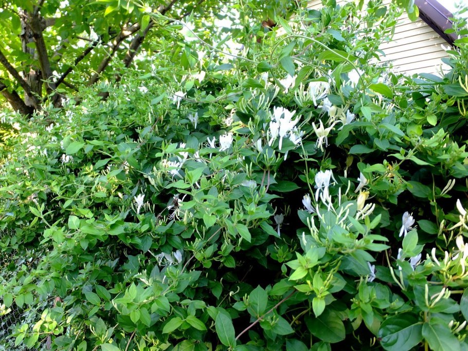 Жимолость каприфоль куст