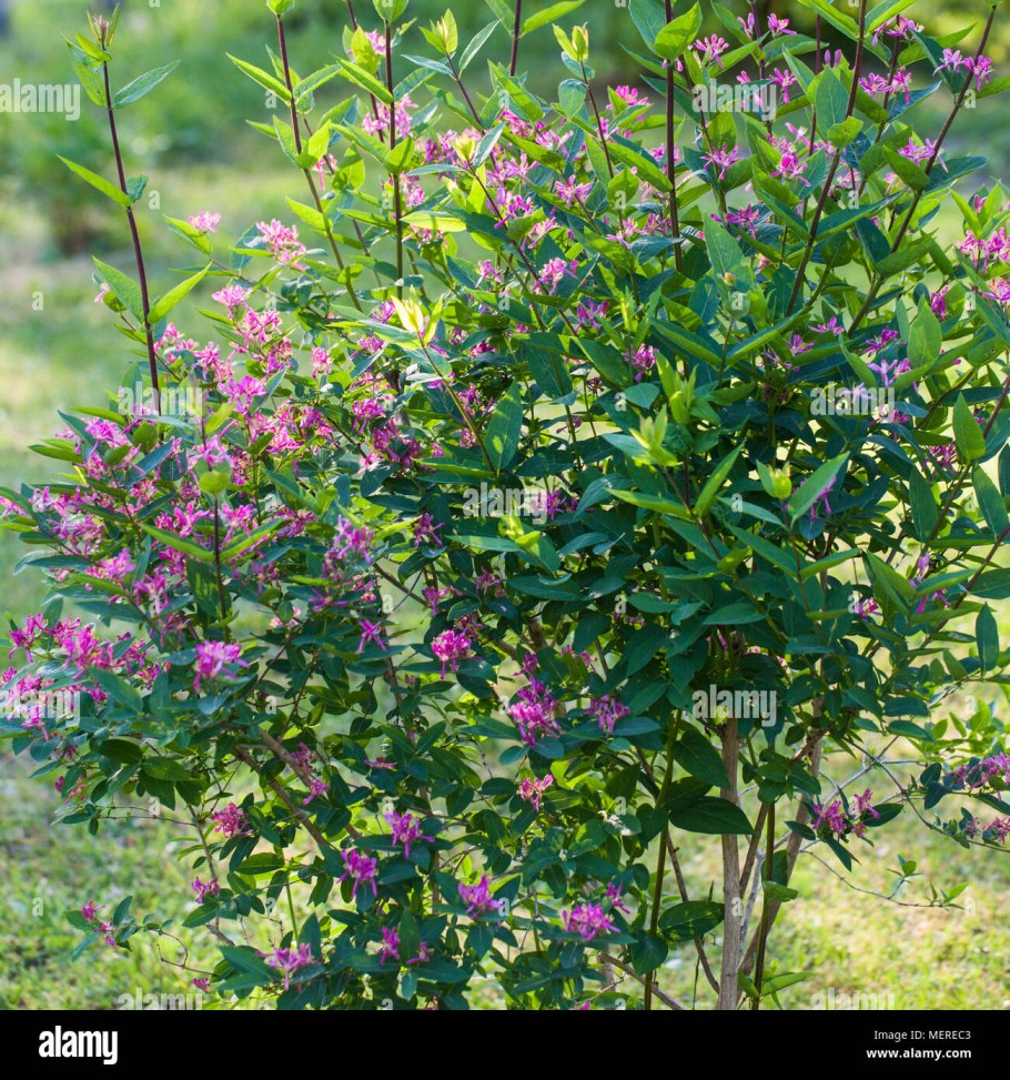 Жимолость Морроу