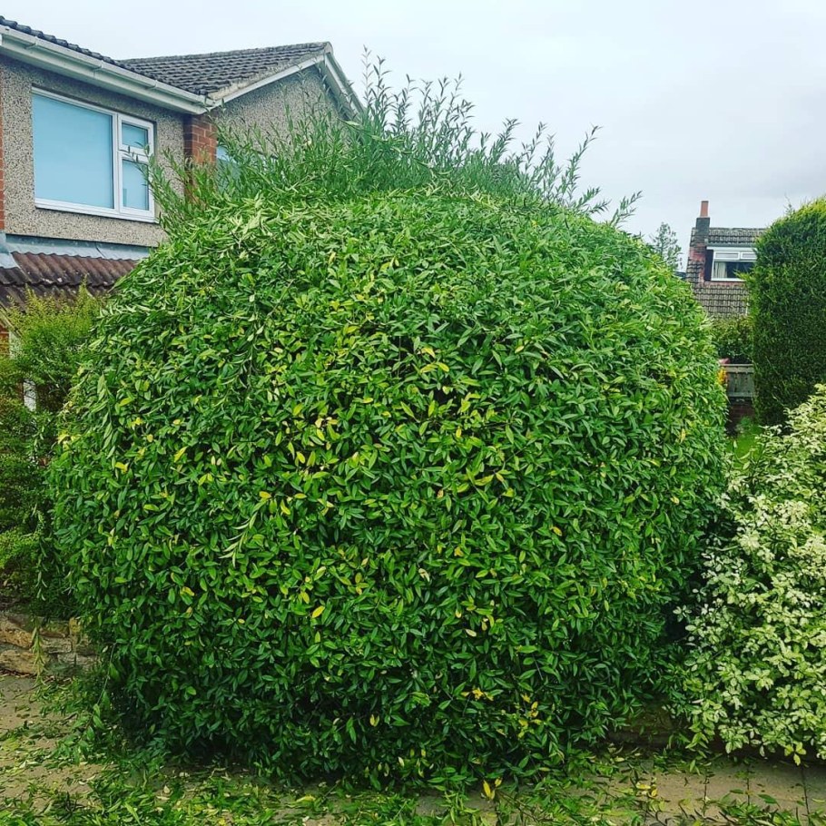 Бирючина обыкновенная шаровидная