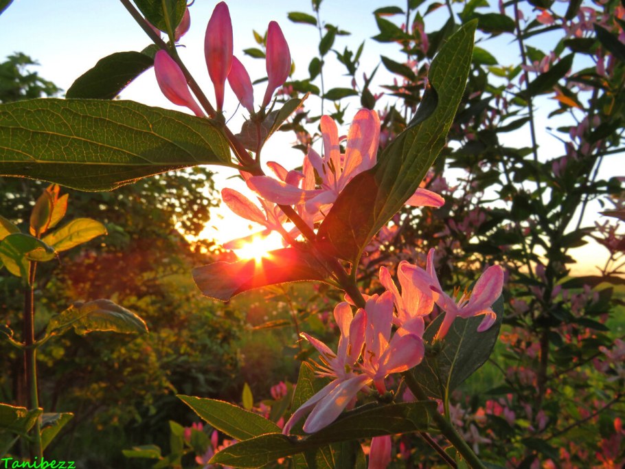 Жимолость Татарская rosea