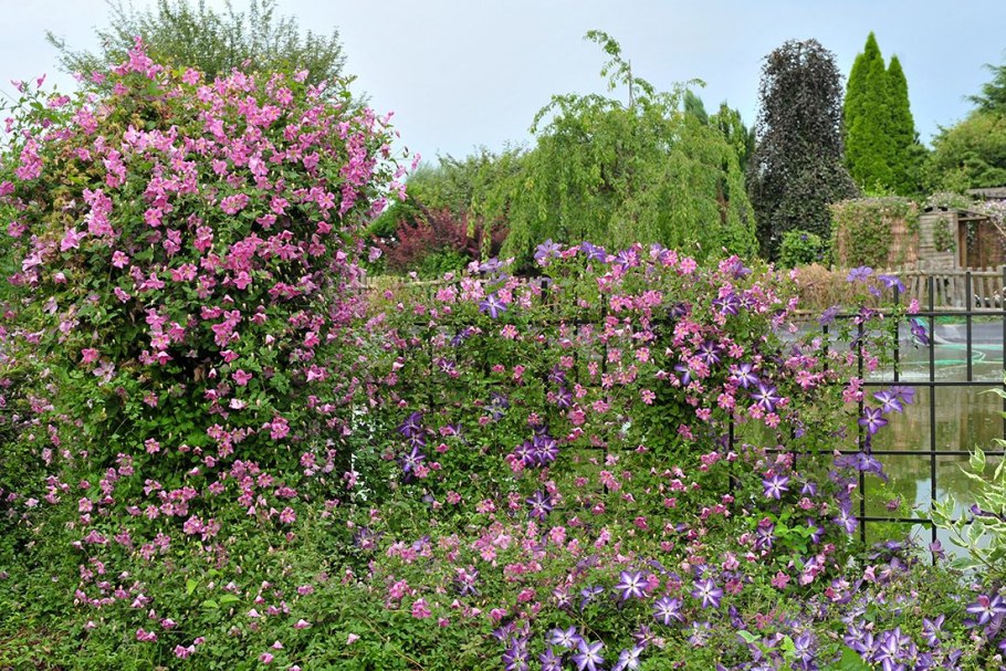 Клематис жимолость каприфоль