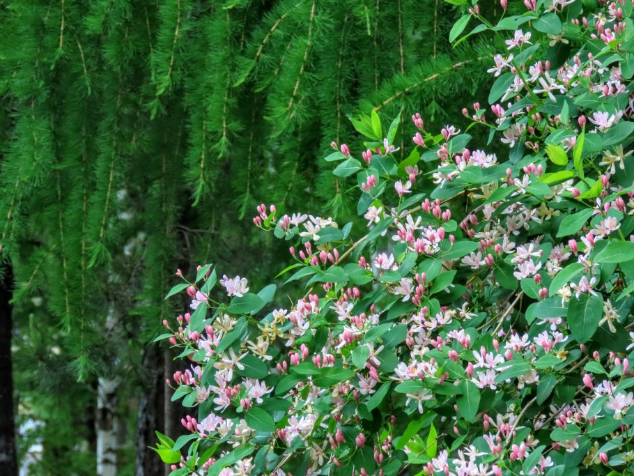 Жимолость Татарская Арнольд ред