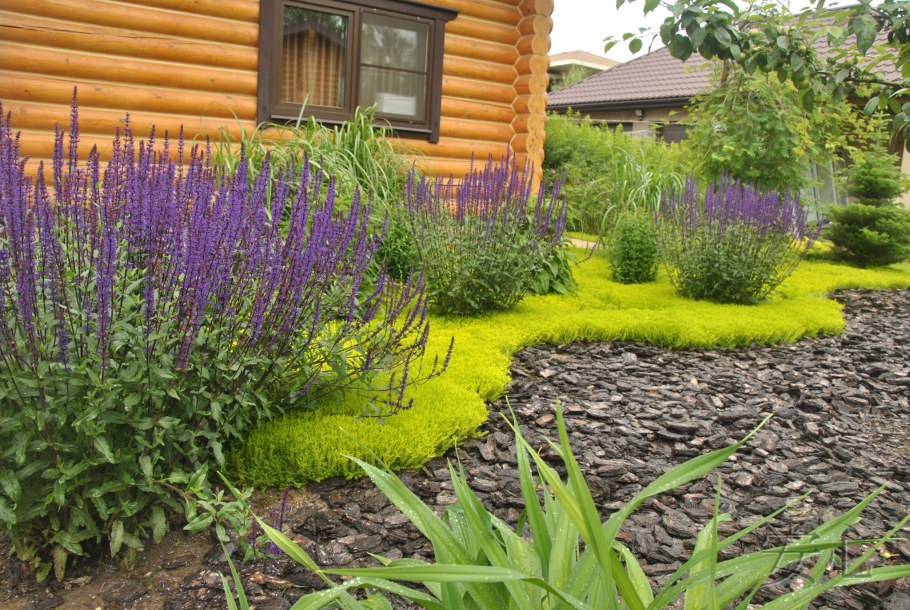 Шалфей Дубравный на клумбе