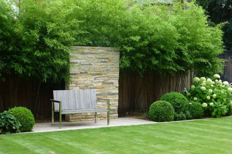 Ива Живая изгородь