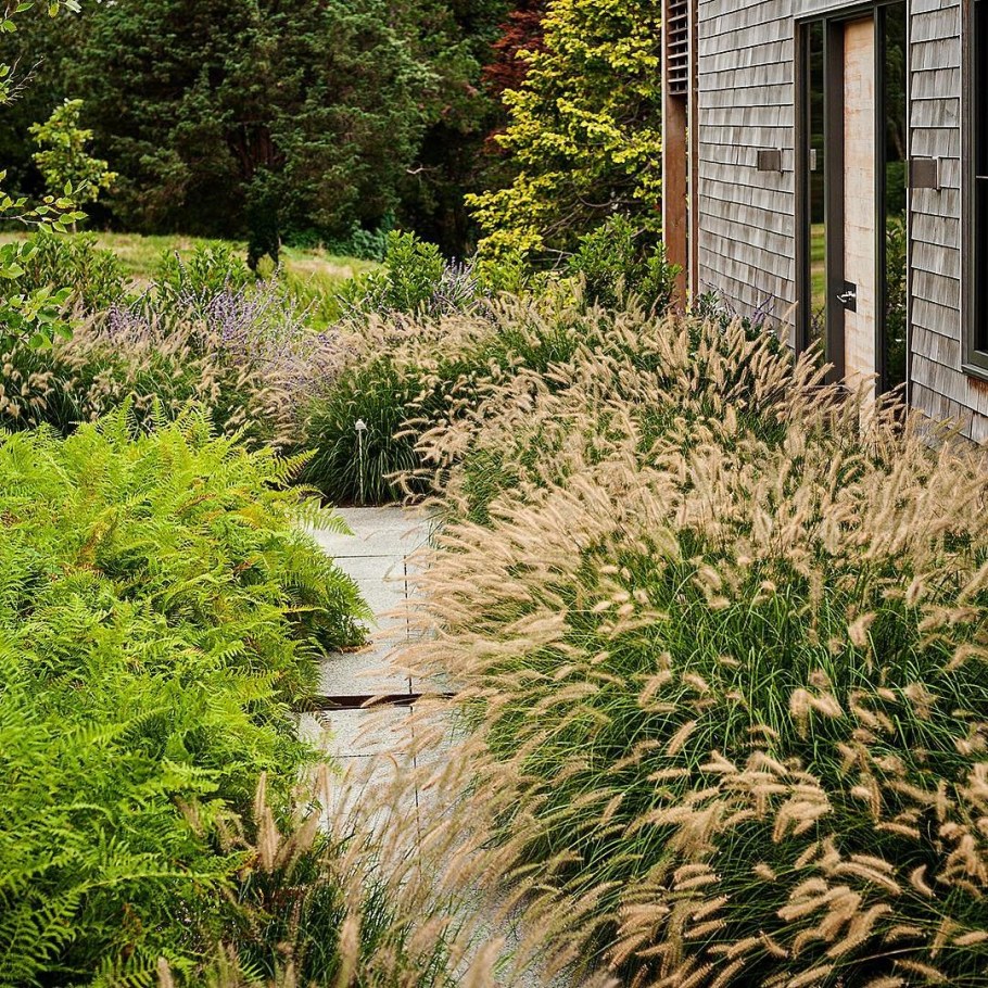 Спирея и овсяница