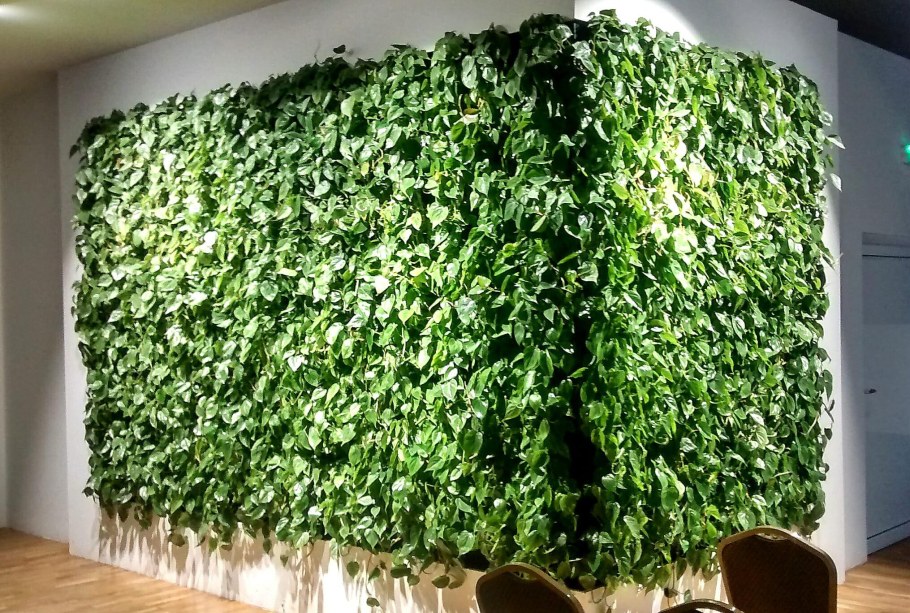 Лиана сциндапсус Эпипремнум