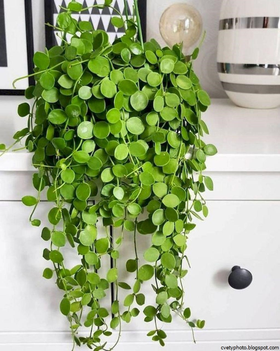 Пеперомия круглолистная