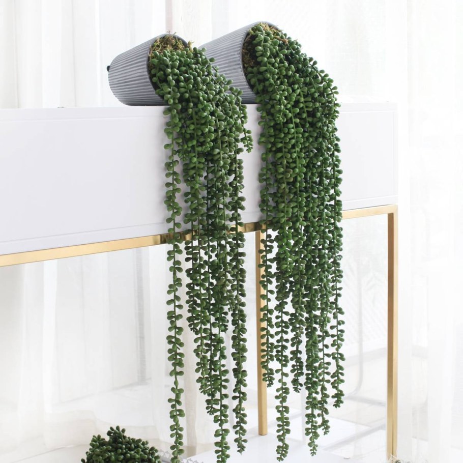 Ампельное растение дихондра