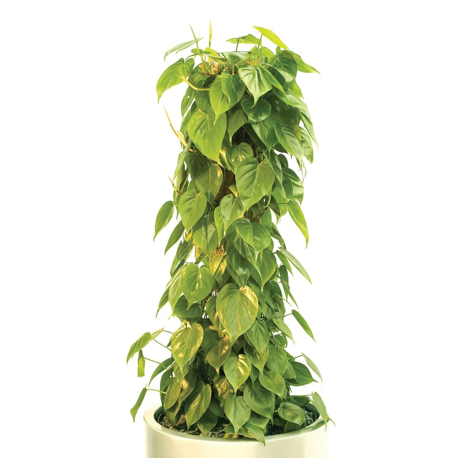 Филодендрон Сканденс Грин