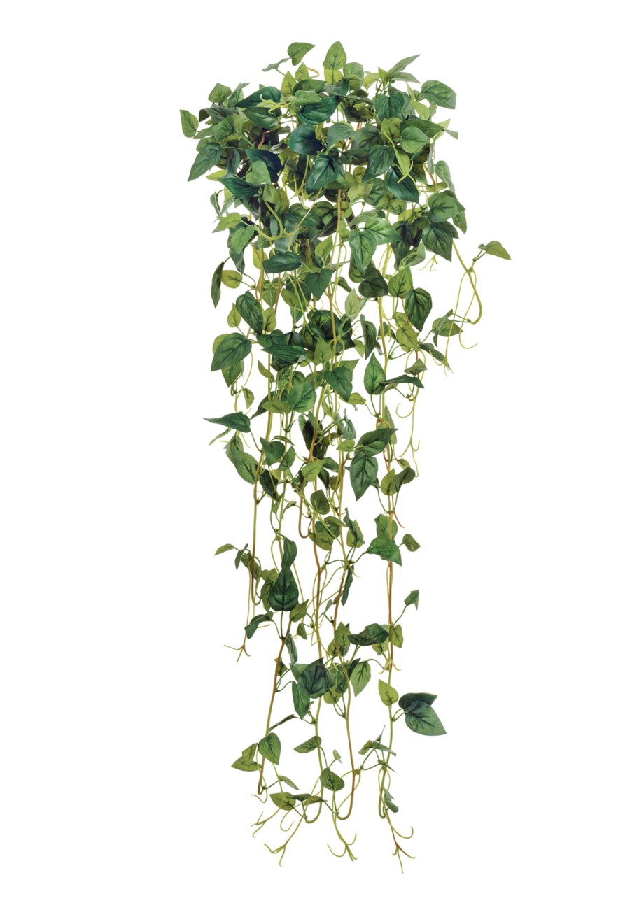 Филодендрон ампельный