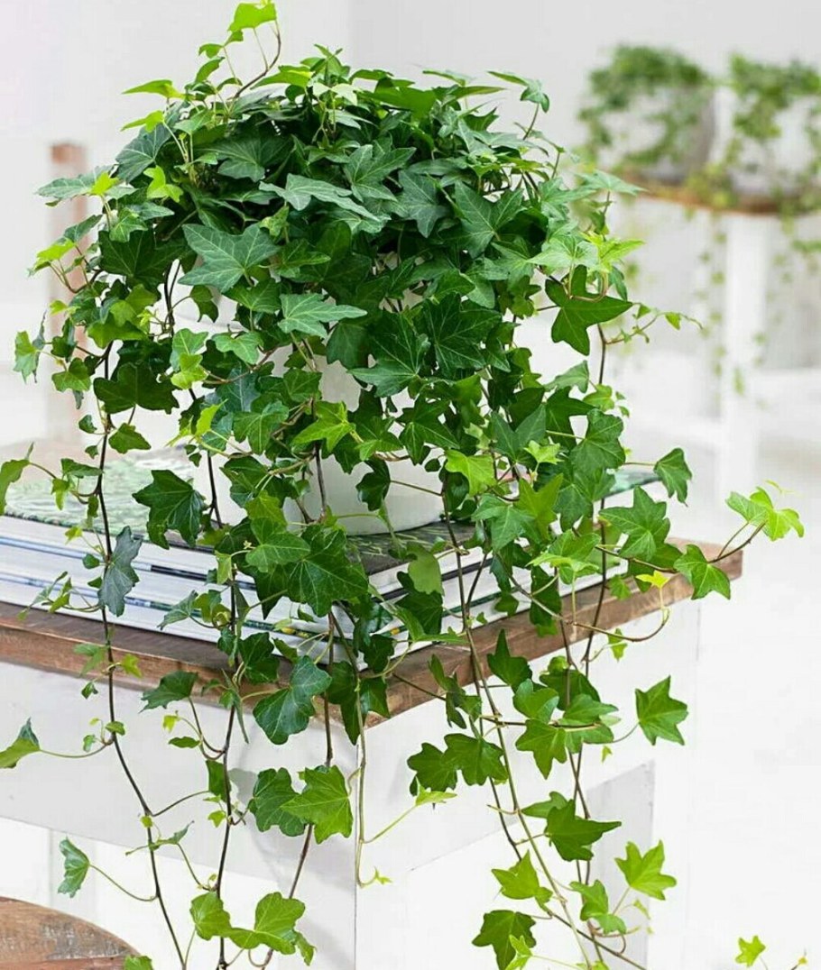 Плющ Хедера комнатный