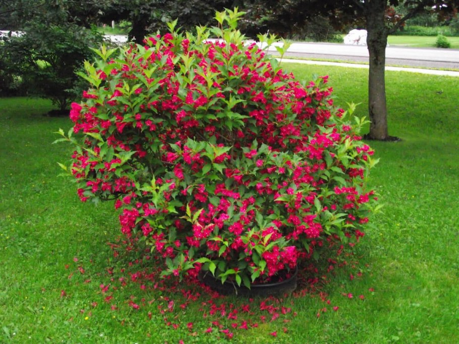 Вейгела Red Prince