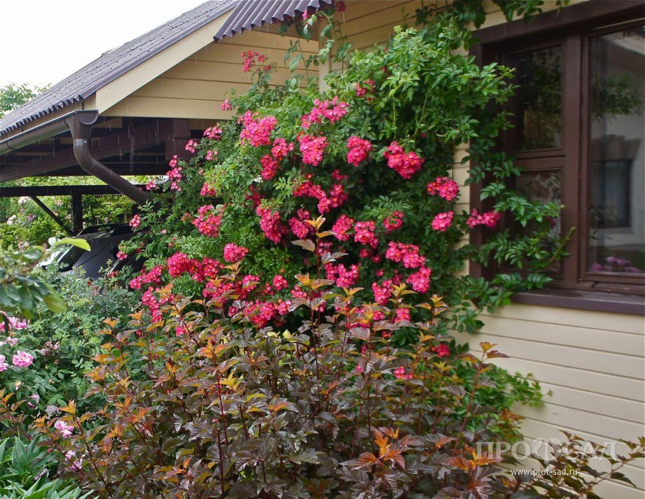 Палисадник с вейгелой