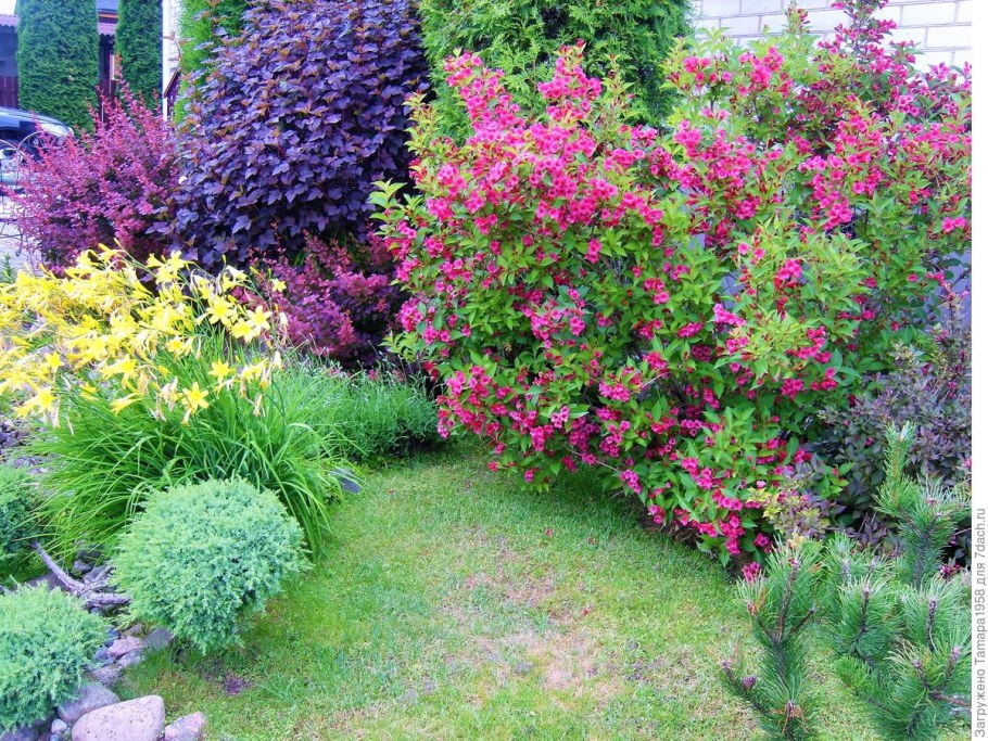 Гортензия вейгела