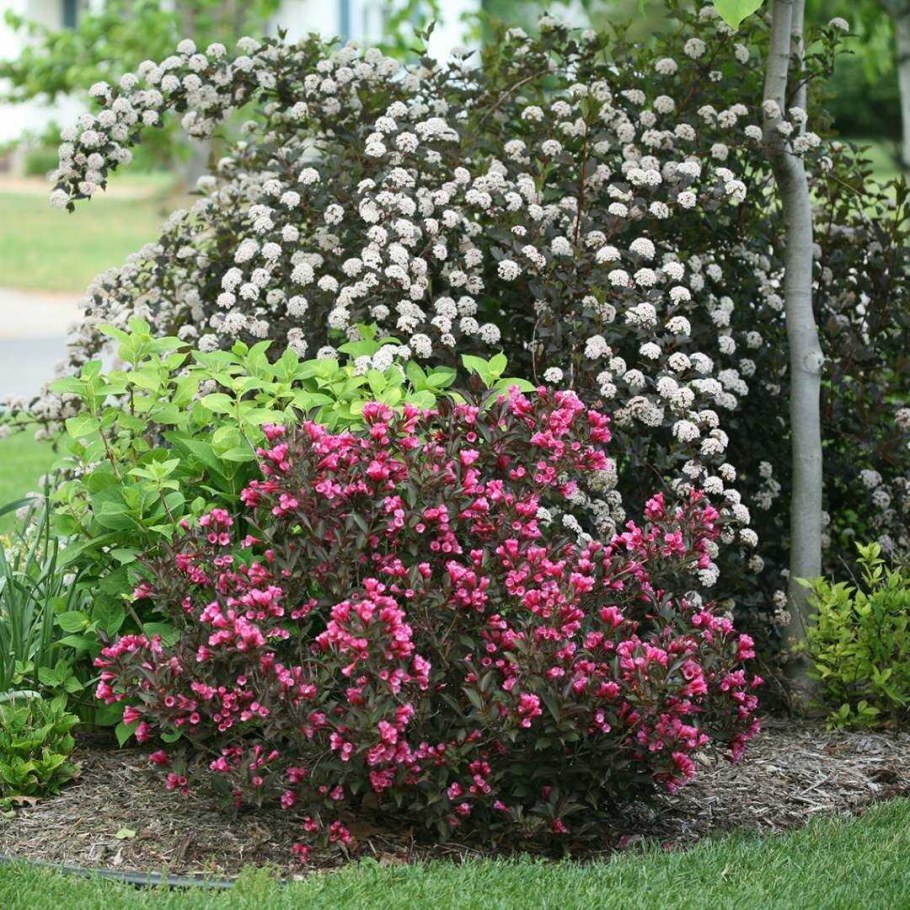 Вейгела и пузыреплодник