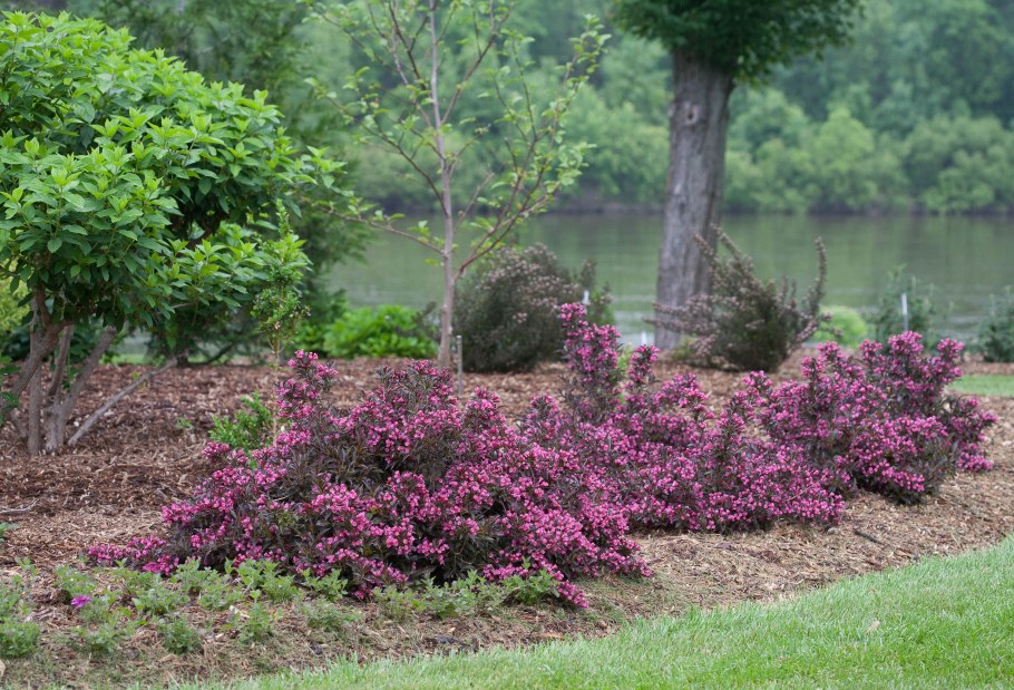 Вейгела штамбовая