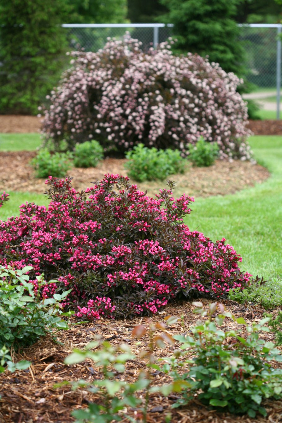 Вейгела Цветущая Марджори