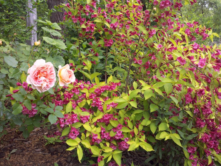 Спирея вейгела