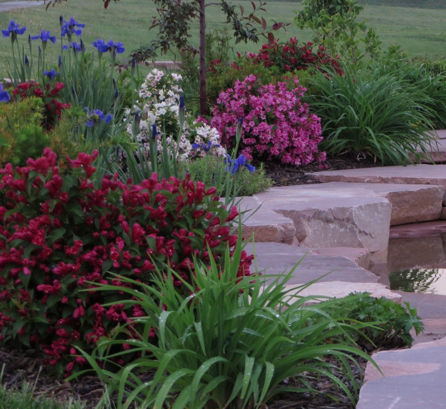 Вейгела Цветущая миксбордер