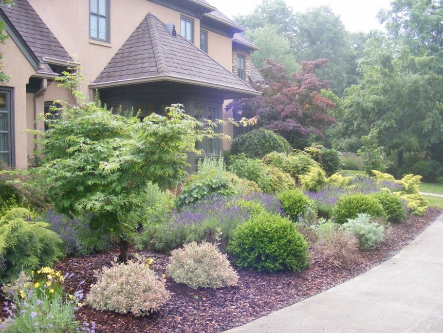 Вейгела с хвойными