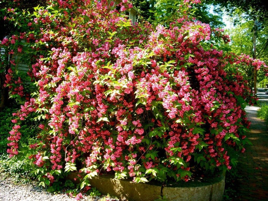 Цветущий кустарник вейгела