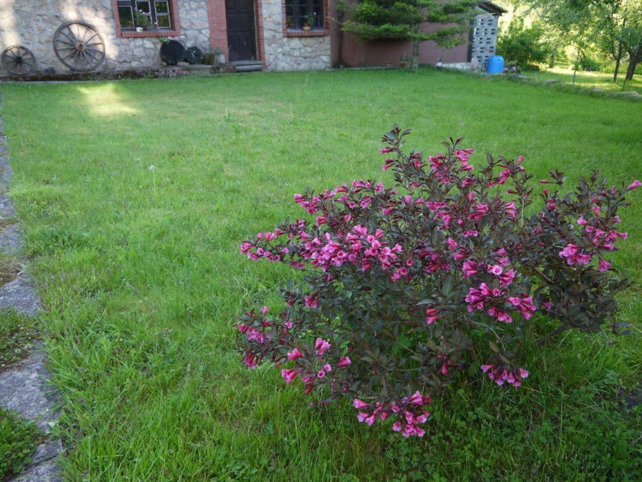 Вейгела изгородь