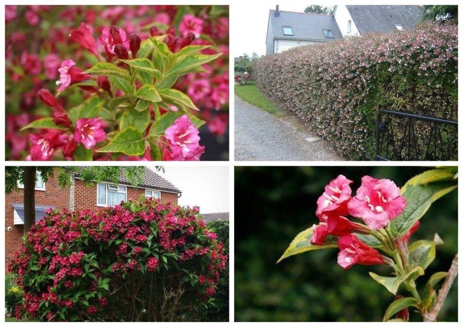 Вейгела гибридная Alexandra