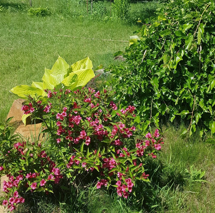 Вейгела Румба куст