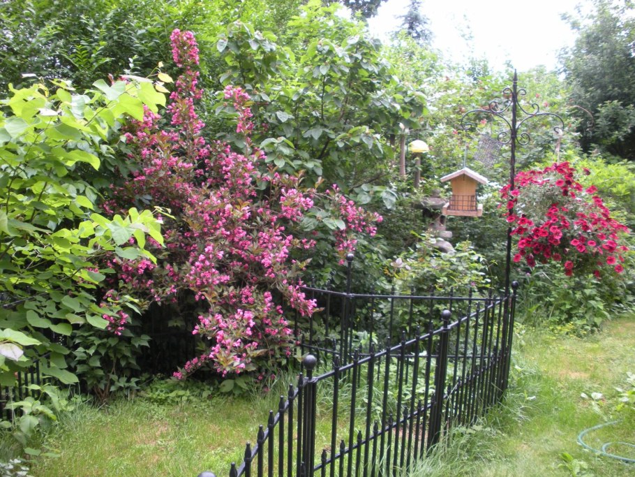 Вейгела с хвойными