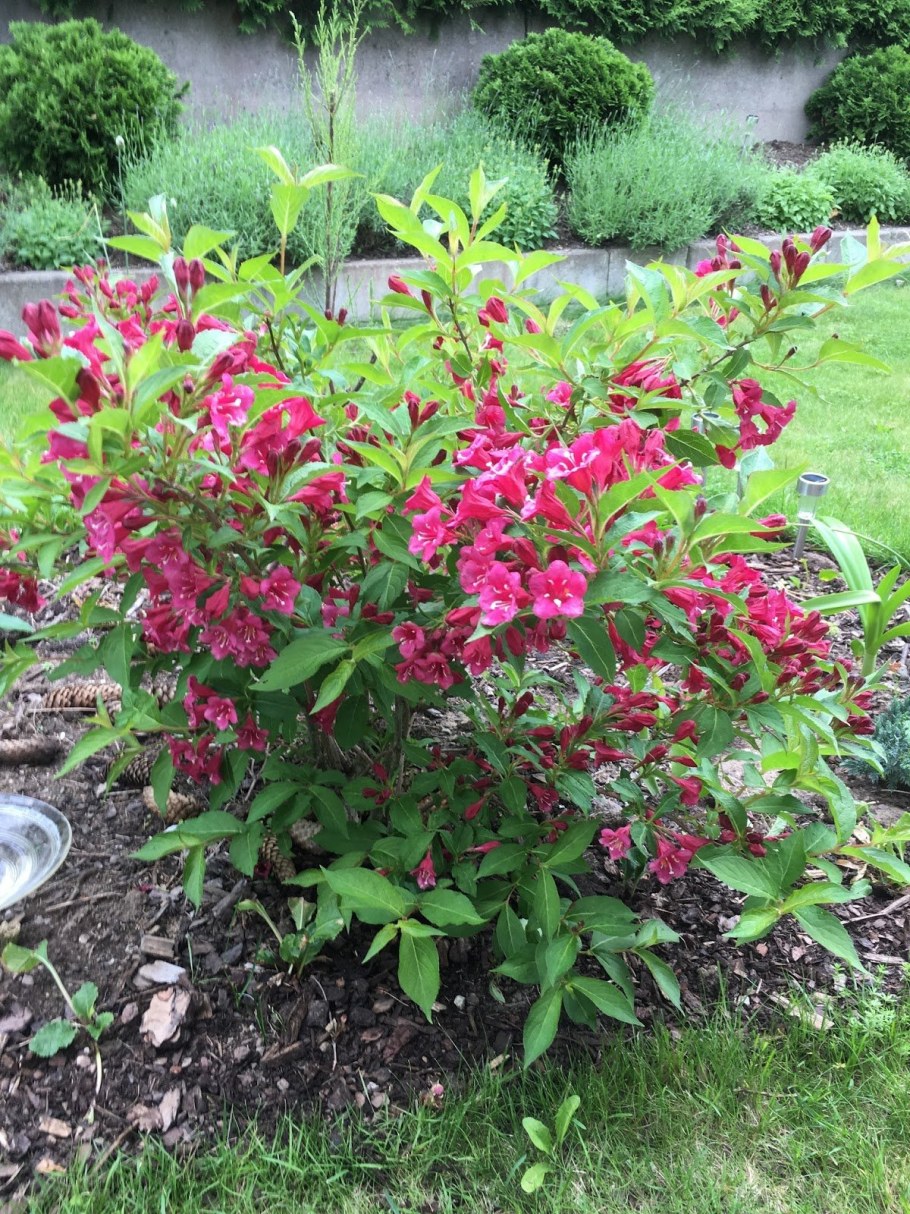 Вейгела марун Свон