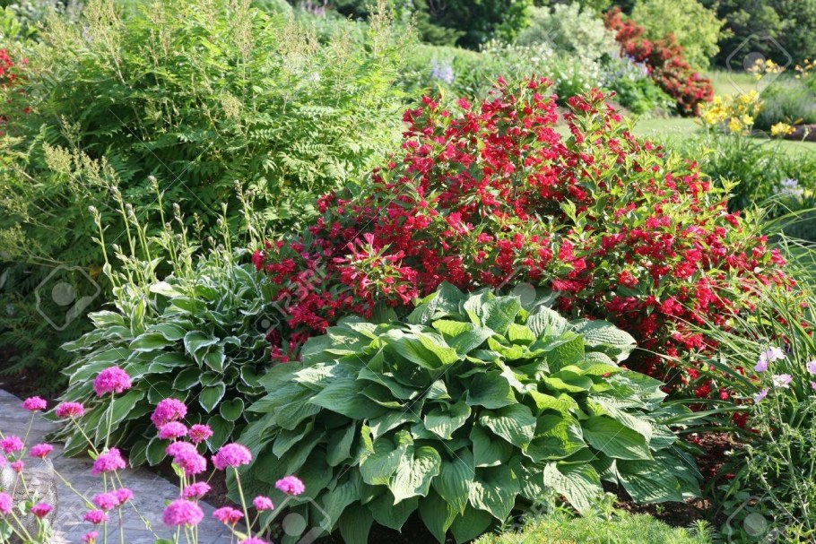 Вейгела и Хоста клумба