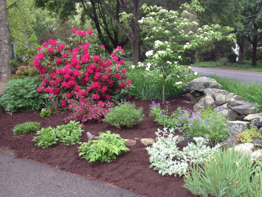 Вейгела Цветущая миксбордер