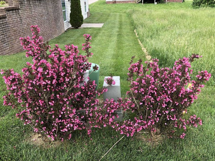 Вейгела ева Ратке