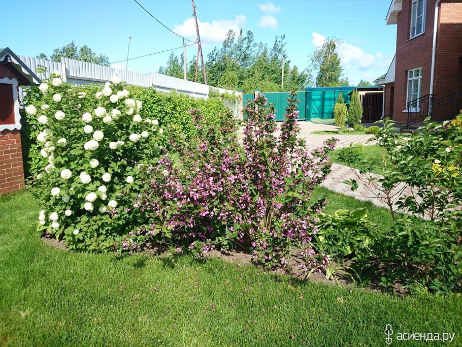 Клумба гортензия и вигейла