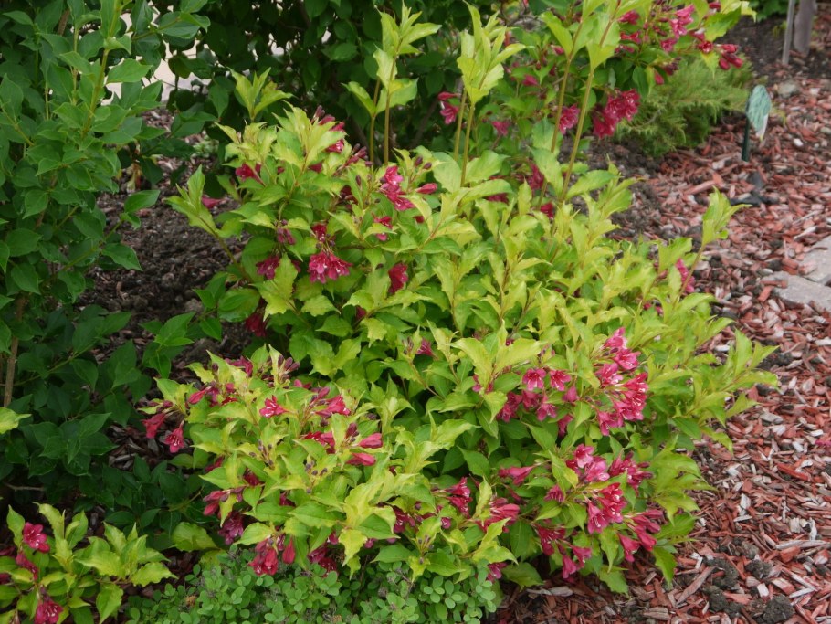 Спирея вейгела