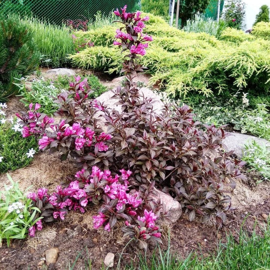 Вейгела фоллис Пурпуреус