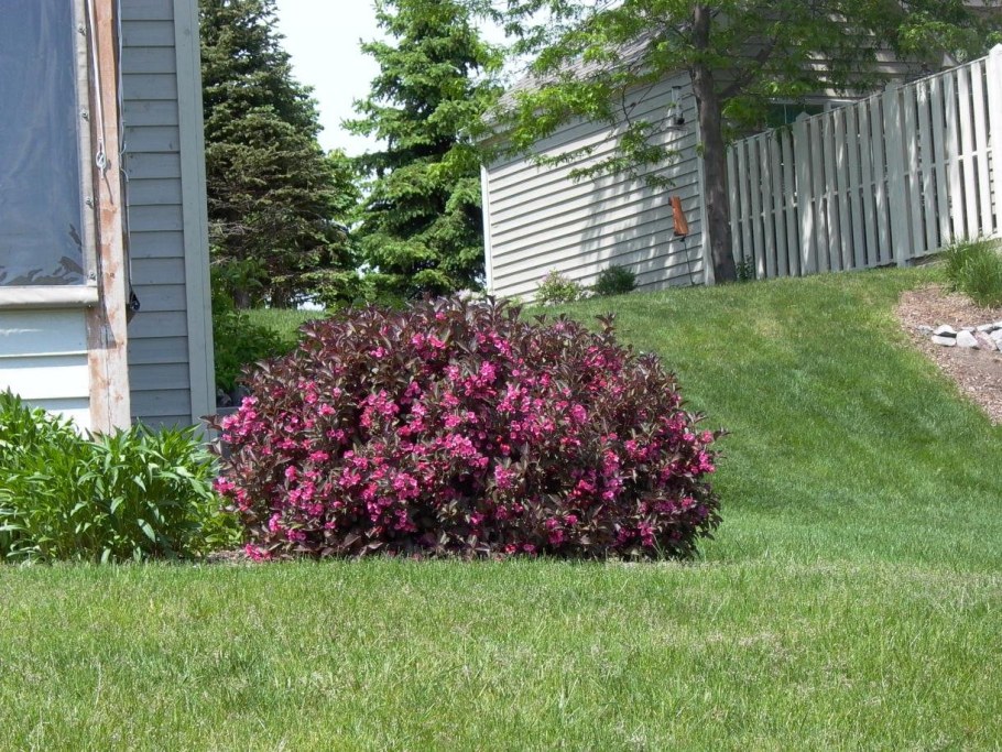 Спирея вейгела