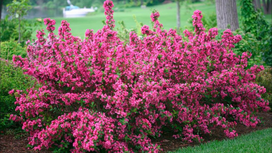 Вейгела Цветущая танго