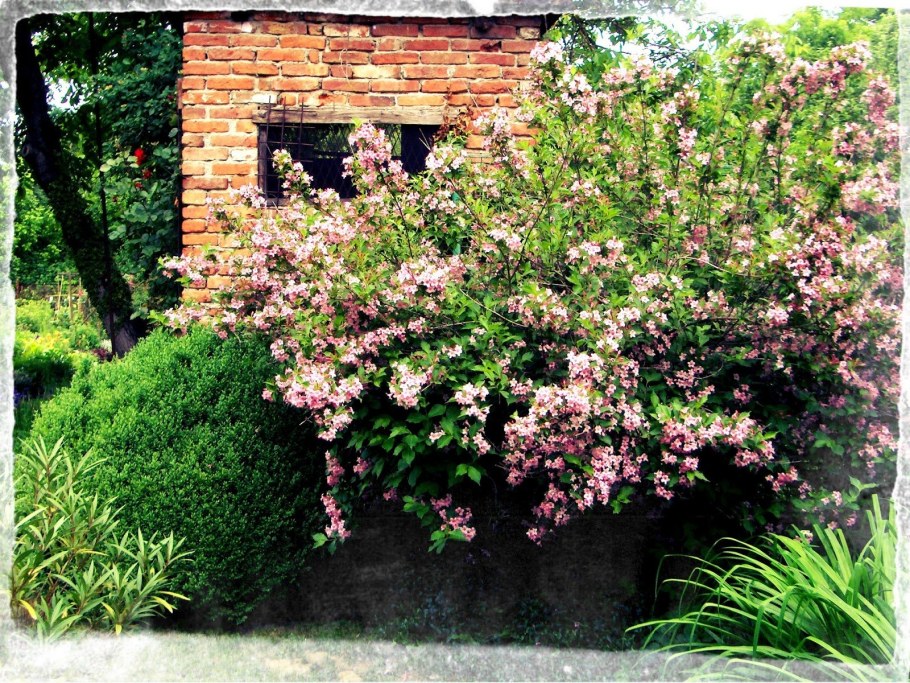 Вейгела марун Свон