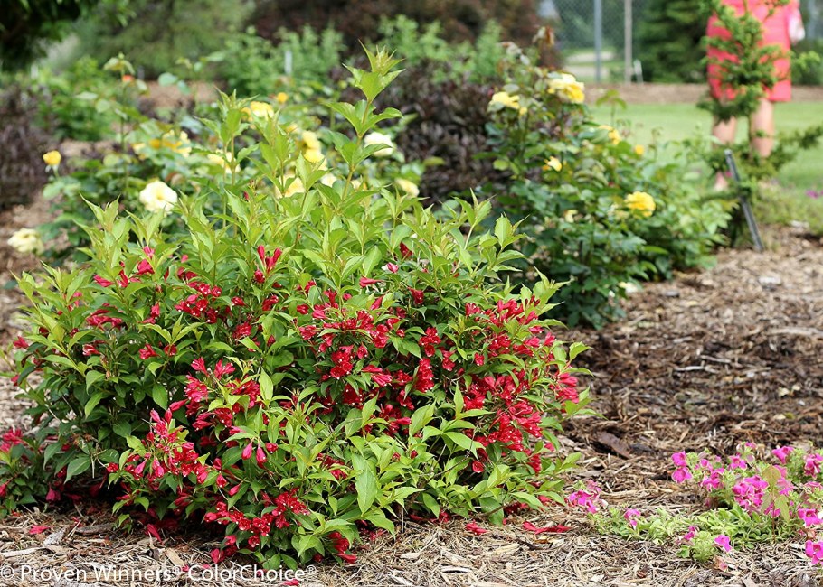 Вейгела Red Prince