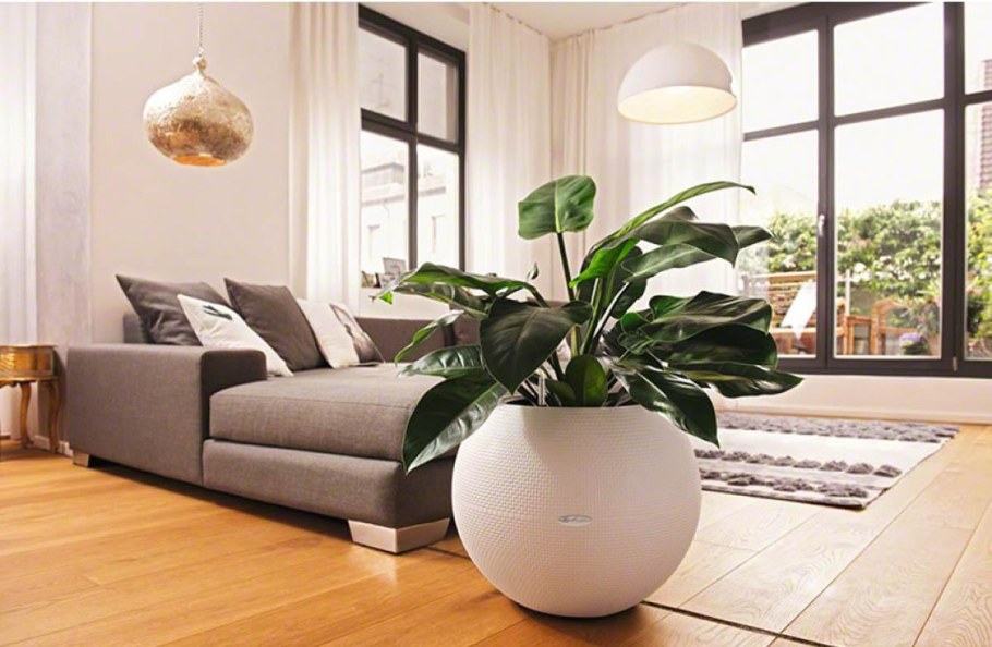 Спатифиллум в лечузе