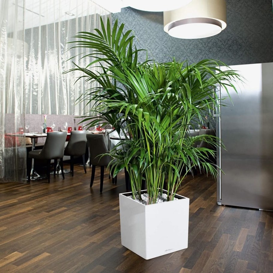 Ховея Форстериана