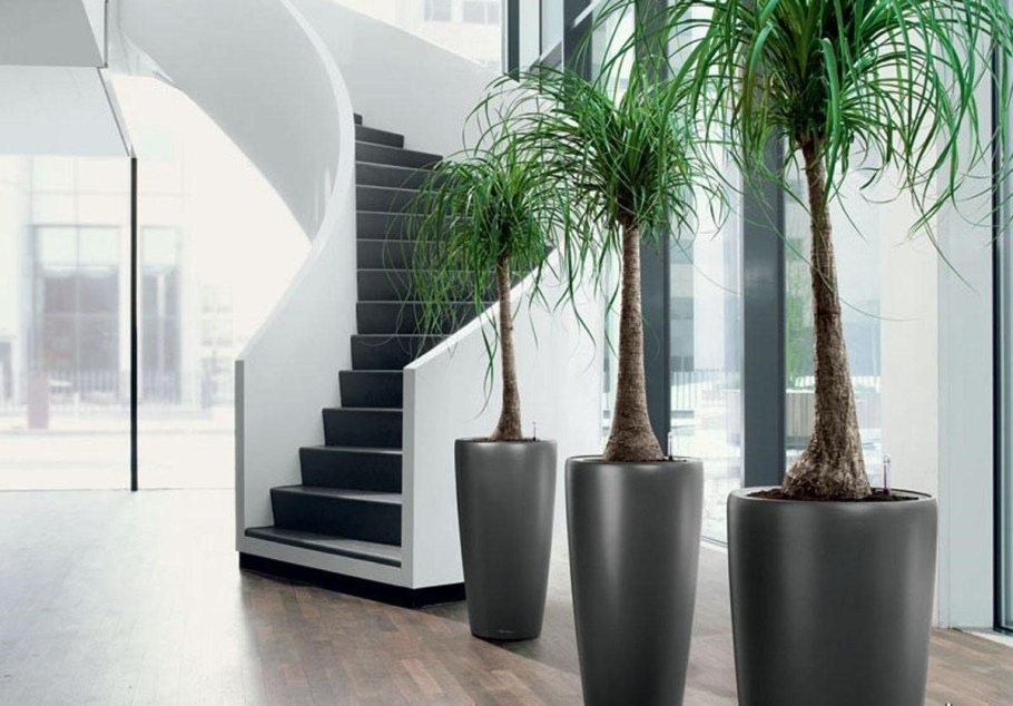 Цветущая Бокарнея