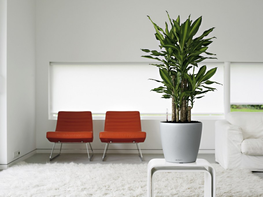 Lechuza Classico Color