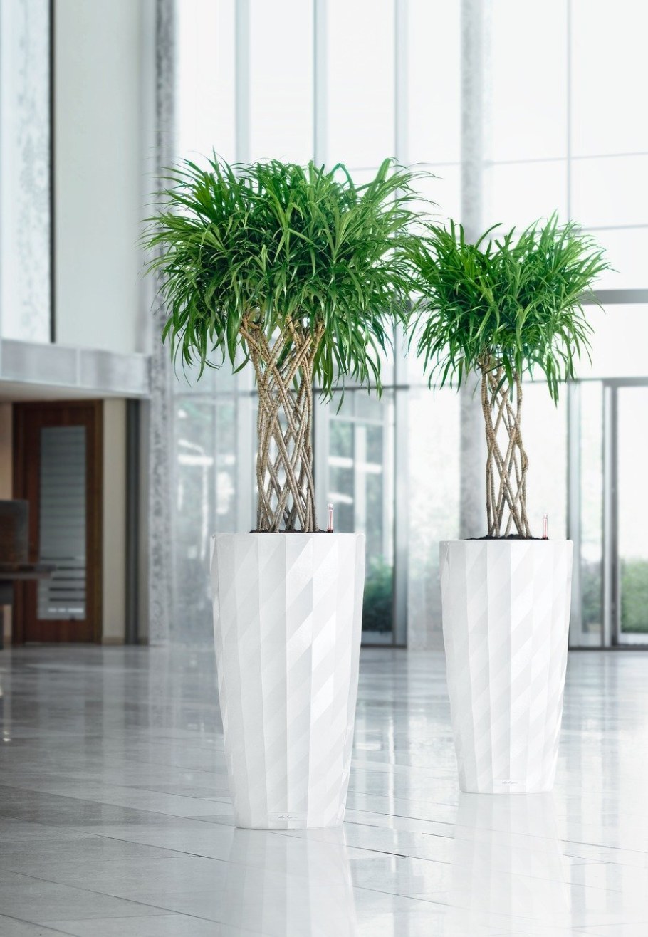 Напольные комнатные растения